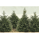 Fir Trees Placemats